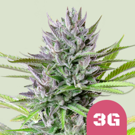 RQSFEM5050 - ROYAL QUEEN SEEDS - TRIPLE G FEM (USA PREMIUM) | 5 SEMI