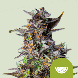 RQSAUT10028 - ROYAL QUEEN SEEDS - WATERMELON AUTOMATIC FEM (USA PREMIUM) | 10 SEMI