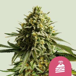 RQSFEMWC003 - ROYAL QUEEN SEEDS - WEDDING CAKE FEM (USA PREMIUM) | 3 SEMI