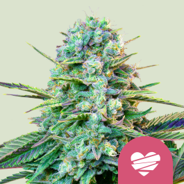 RQSFEM00552 - ROYAL QUEEN SEEDS - WEDDING CRASHER FEM (USA PREMIUM) | 5 SEMI