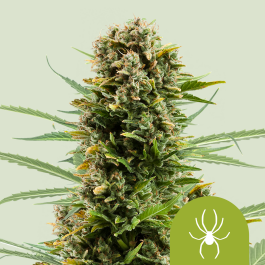 RQSAUT03014 - ROYAL QUEEN SEEDS - WHITE WIDOW AUTOMATIC FEM | 3 SEMI