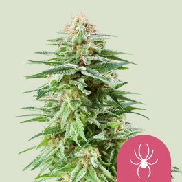 RQSFEM03002 - ROYAL QUEEN SEEDS - WHITE WIDOW FEM | 3 SEMI