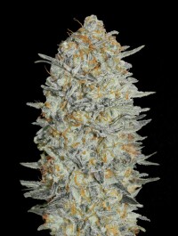 ADVSG330003 - ADVANCED SEEDS - GELATO #33 FEM | 3 SEMI
