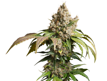 DP15172 - DUTCH PASSION -  AUTO RED TROPICANA COOKIES FEM | 7 SEMI
