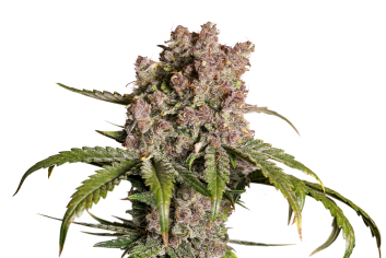 DP15032 - DUTCH PASSION -  AUTO STRAWBERRY SODA FEM | 3 SEMI