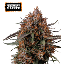 SSTKPMF0003 - SEEDSTOCKERS - PERMANENT MARKER FEM | 3+2 SEMI