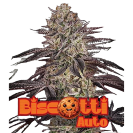 GHSCBSTA001 - GREEN HOUSE SEED CO. - BISCOTTI AUTO FEM | 1 SEME