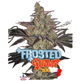 GHSCFGA001 - GREEN HOUSE SEED CO. - FROSTED GUAVA AUTO FEM | 1 SEME