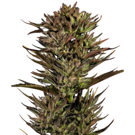 BF1003303 - BARNEY'S FARM - THIN MINT X SOUR PINOT AUTO FEM | 3 SEMI