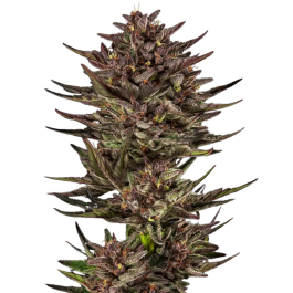 BF1003503 - BARNEY'S FARM - FROSTED ZINN X COOKIE DOG AUTO FEM | 3 SEMI