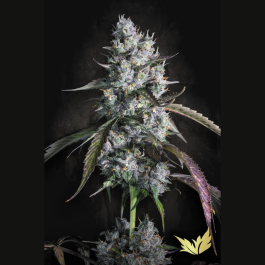 PSRVA003 - PARADISE SEEDS - RED VELVET AUTO FEM | 3 SEMI