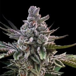 SILS024F03 - SILENT SEEDS - ACAI JELLY FEM | 3 SEMI