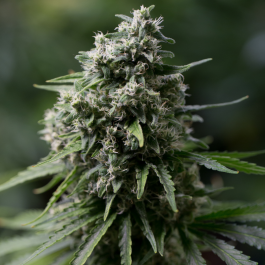 SILS010F25 - SILENT SEEDS - CRITICAL + 2.0 FEM | 25 SEMI