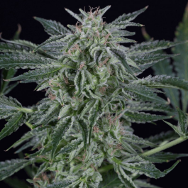 SILS014AF03 - SILENT SEEDS - CRITICAL JACK AUTO FEM | 3 SEMI