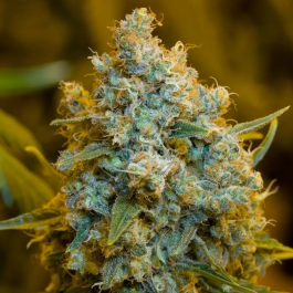 SILS011F10 - SILENT SEEDS - CRITICAL JACK FEM | 10 SEMI