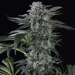 SILS015AF05 - SILENT SEEDS - MOBY DICK AUTO FEM | 5 SEMI
