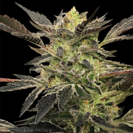 SILS027AF03 - SILENT SEEDS - PINK SUNSET AUTO FEM | 3 SEMI