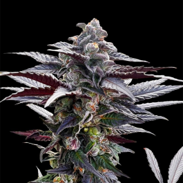 SILS025F03 - SILENT SEEDS - PINK SUNSET FEM | 3 SEMI