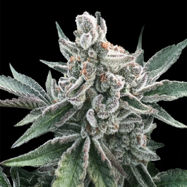 SILS028AF03 - SILENT SEEDS - POLAR GELATO AUTO FEM | 3 SEMI