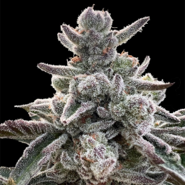 SILS026F03 - SILENT SEEDS - POLAR GELATO FEM | 3 SEMI