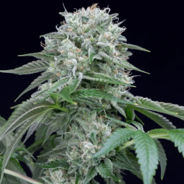 SILS004F05 - SILENT SEEDS - STARFIRE OG FEM | 5 SEMI