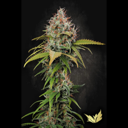 PS0421 - PARADISE SEEDS - ATOMICAL HAZE FEM | 5 SEMI