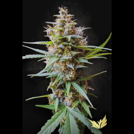 PS0527 - PARADISE SEEDS - AUTO ACID FEM | 3 SEMI
