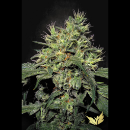 PS0501 - PARADISE SEEDS - DUTCH DRAGON FEM | 3 SEMI