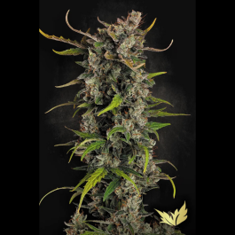 PS0348 - PARADISE SEEDS - LEMONADE AUTO FEM | 3 SEMI