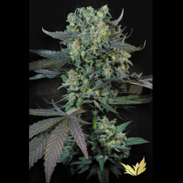 PSMF003 - PARADISE SEEDS - MOMO FEM | 3 SEMI