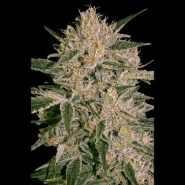 PS0432 - PARADISE SEEDS - NEBULA II CBD FEM | 5 SEMI