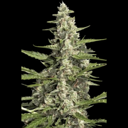 PS0517 - PARADISE SEEDS - PANDORA AUTO FEM | 3 SEMI
