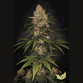 PS0538 - PARADISE SEEDS - SPACE COOKIES FEM | 3 SEMI