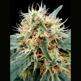PS0347 - PARADISE SEEDS - STROMBOLI AUTO FEM | 3 SEMI