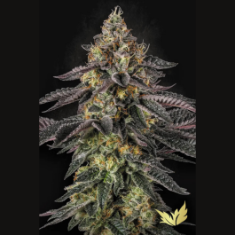 PS0549 - PARADISE SEEDS - SUNSET PARADISE FEM | 5 SEMI
