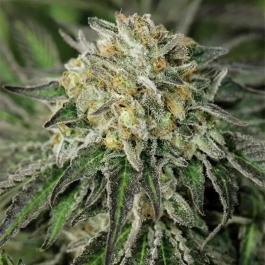 HS034F005 - HUMBOLDT SEED ORGANIZATION - AMHEREST SOUR DIESEL FEM | 5 SEMI