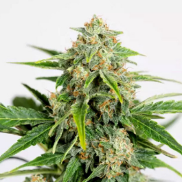 HS029AF0010 - HUMBOLDT SEED ORGANIZATION - AMNESIA CBD PURE AUTO FEM | 10 SEMI