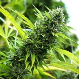 HS001F0010 - HUMBOLDT SEED ORGANIZATION - BANANA SAPPHIRE FEM | 10 SEMI