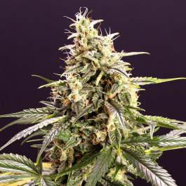 HS011AF0005 - HUMBOLDT SEED ORGANIZATION - CHEM BOMB AUTO FEM | 5 SEMI