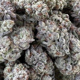 HS027F010 - HUMBOLDT SEED ORGANIZATION - DOUBLE FIRE HEADBAND FEM | 10 SEMI