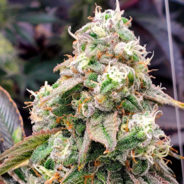 HS022F010 - HUMBOLDT SEED ORGANIZATION - GUSHERS FAST FLOWERING FEM | 10 SEMI