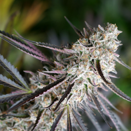 HS008FF0010 - HUMBOLDT SEED ORGANIZATION - PEANUT BUTTER BREATH FAST FLOWERING FEM | 10 SEMI