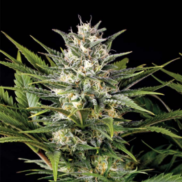 HS023F005 - HUMBOLDT SEED ORGANIZATION - PINEAPPLE SKUNK FEM | 5 SEMI