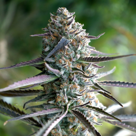 HS009FF0010 - HUMBOLDT SEED ORGANIZATION - RUNTZ FAST FLOWERING FEM | 10 SEMI