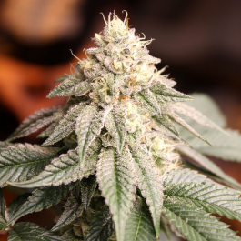HS032F005 - HUMBOLDT SEED ORGANIZATION - SUNSET BRIDE FEM | 5 SEMI