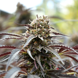HS010FF0010 - HUMBOLDT SEED ORGANIZATION - WHITE RUNTZ FAST FLOWERING FEM | 10 SEMI