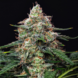 BSBAGF10 - BUDDHA SEEDS - AUTO GORILA FEM | BLISTER 1x10 SEMI