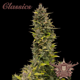 BSBAKF3 - BUDDHA SEEDS - BUDDHA AK CLASSIC FEM | 3 SEMI