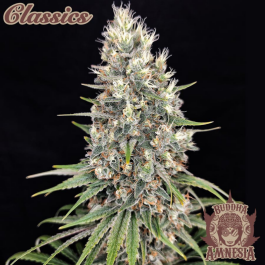 BSBAF3 - BUDDHA SEEDS - BUDDHA AMNESIA CLASSIC FEM | 3 SEMI