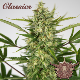 BSBAAKF3 - BUDDHA SEEDS - BUDDHA AUTO AK CLASSIC FEM | 3 SEMI